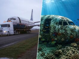 En 2006, lanzaron un Boeing 737 al fondo del Pacífico. 20 años después, la vida marina lo ha convertido en un arrecife artificial