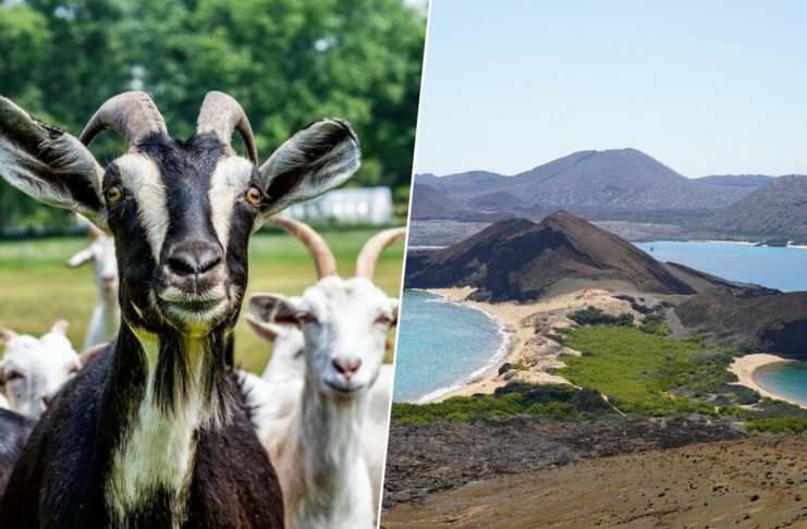 Galápagos tenía 140.000 cabras invadiendo sus islas. Le bastaron 700 cabras espía para darles caza a todas