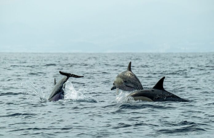 Hace 50 millones de años, las ballenas abandonaron la tierra firme. Ahora sabemos por qué la evolución les ha impedido volver