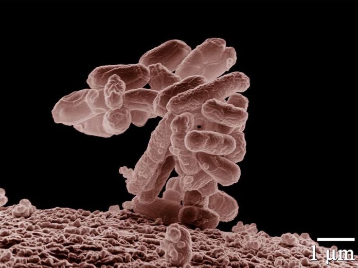 La IA ha creado un virus que la naturaleza no había creado antes. Son (sobre todo) buenas noticias