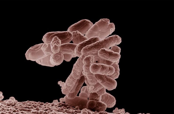 La IA ha creado un virus que la naturaleza no había creado antes. Son (sobre todo) buenas noticias