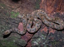 La «boa» enana, una especie casi invisible La "boa" enana, una especie casi invisible