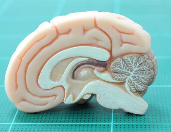 La ciencia relaciona el trauma infantil con los cerebros adultos que disfrutan menos. La sorpresa es dónde se escondía la explicación
