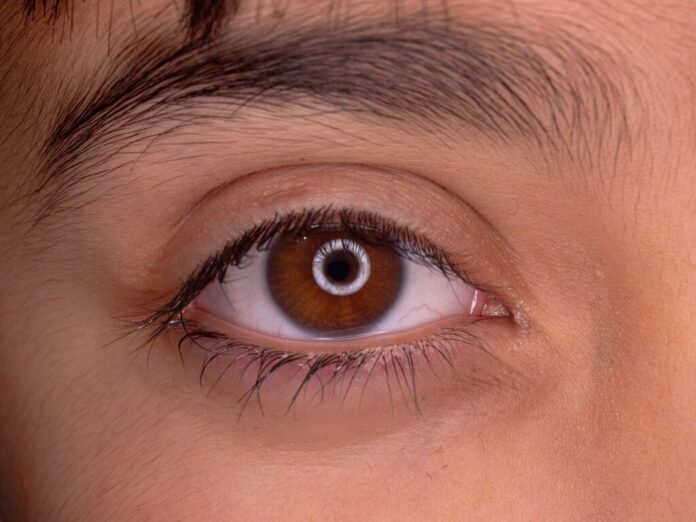 La evolución de nuestros ojos esconde un giro de guion: la ciencia apunta a un 
