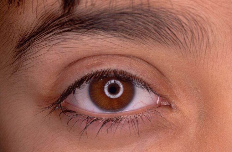 La evolución de nuestros ojos esconde un giro de guion: la ciencia apunta a un "gusano cíclope" de hace 600 millones de años