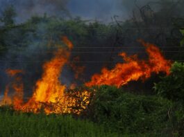La peor señal de los incendios en España no es que ardan los montes: es que el fuego se está comiendo los cultivos
