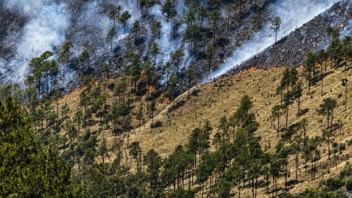 Medio Ambiente controla incendio forestal en Valle Nuevo tras 36 horas de trabajo