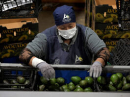 México reforzará seguridad tras suspensión envíos aguacate a EE. UU. México reforzará seguridad tras suspensión envíos aguacate a EE. UU.