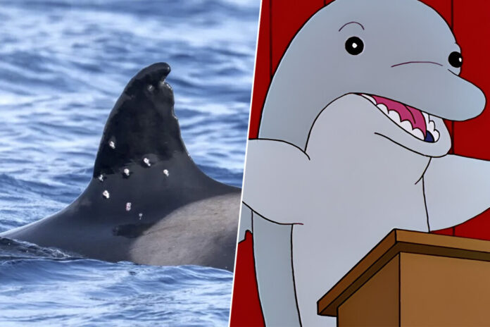 Qué ha pasado con Toñi, la orca más veterana de Gibraltar que ha aparecido con diez agujeros de bala