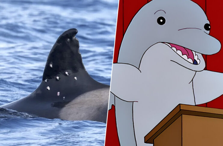 Qué ha pasado con Toñi, la orca más veterana de Gibraltar que ha aparecido con diez agujeros de bala