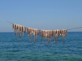 Reino Unido está viviendo una invasión sin precedentes. En seis meses han capturado más pulpos que toda la flota gallega en dos años