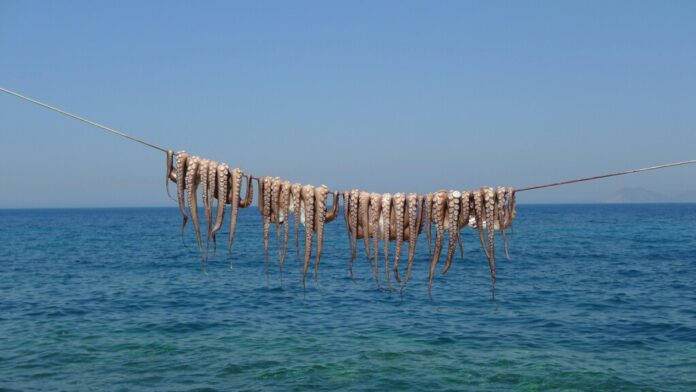 Reino Unido está viviendo una invasión sin precedentes. En seis meses han capturado más pulpos que toda la flota gallega en dos años