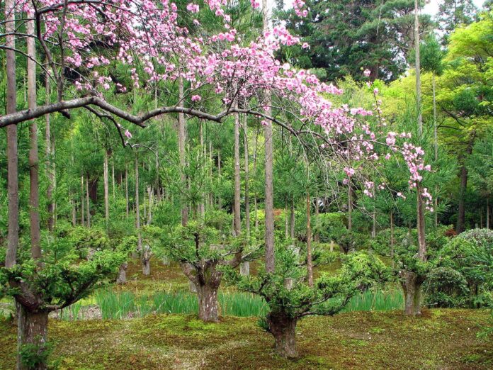 Si la pregunta es si se puede obtener madera de calidad sin talar un solo árbol, la respuesta es sí y está en Japón: 