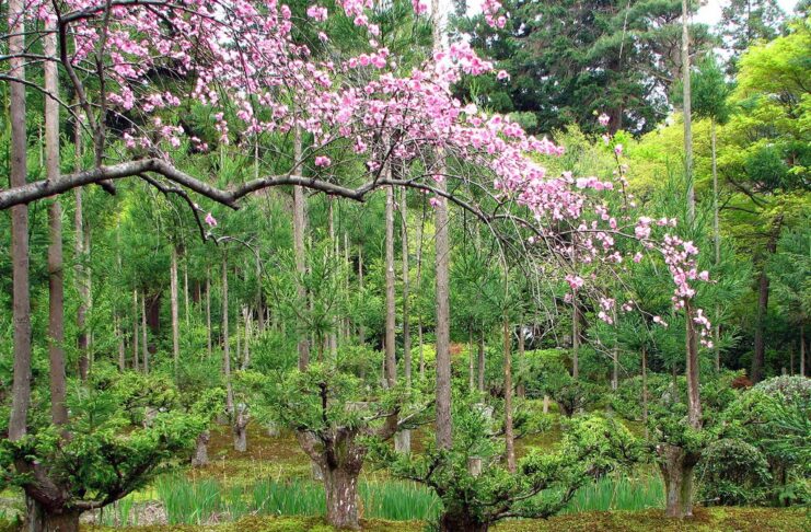 Si la pregunta es si se puede obtener madera de calidad sin talar un solo árbol, la respuesta es sí y está en Japón: "daisugi"