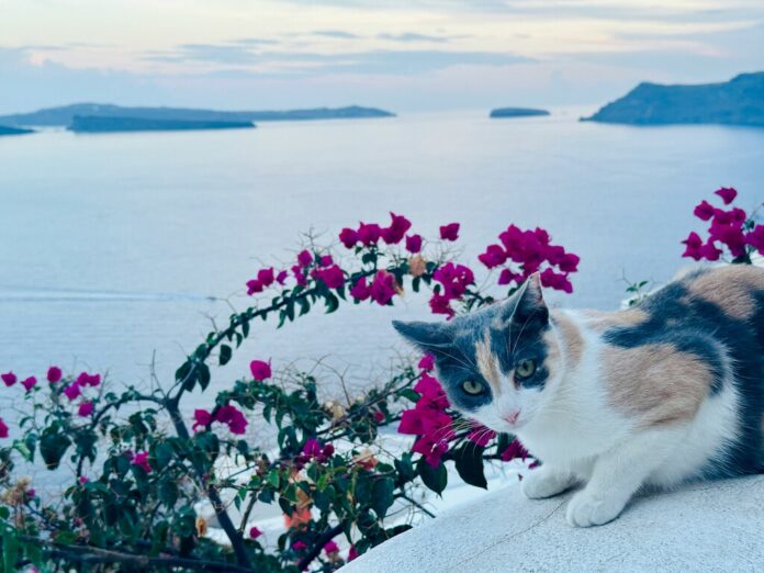 Si tu sueño es vivir gratis en una isla griega a cambio de cuidar gatos callejeros, tenemos una excelente noticia que contarte
