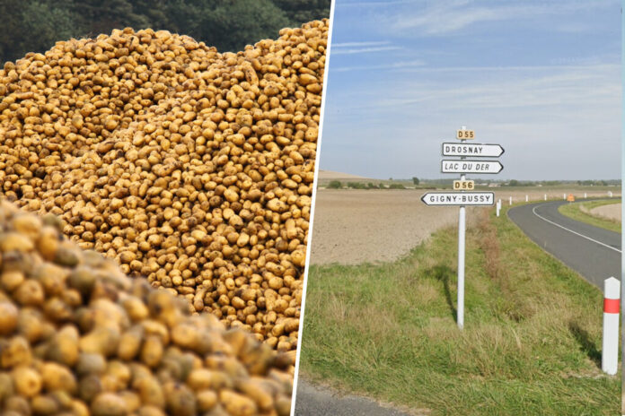 Un agricultor regaló 500 toneladas de patatas en un campo para que no se pudrieran. Se convirtió en una romería de oportunistas