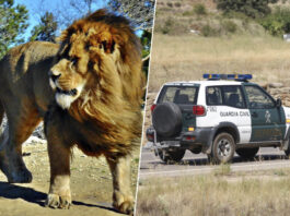 Un supuesto león se escapó en Toledo y la Guardia Civil lo buscó durante dos días. Que no apareciera es una mala señal