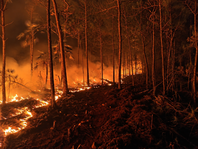 Bomberos forestales entran en fase de liquidación del incendio de Pelempito-Aceitillar