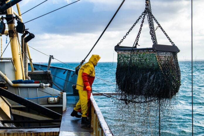 Cada vez es más difícil encontrar pulpo en Galicia, pero a la gran industria pesquera en realidad le importa bien poco: pesca a miles de kilómetros