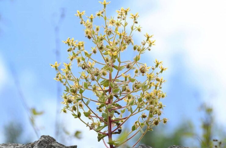 Darwin murió sin poder demostrarlo. 150 años después, la ciencia acaba de darle la razón con una planta carnívora