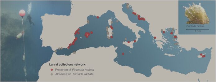 Esta ostra tropical fue la primera especie invasora del Mediterráneo. 150 años después, está colonizando España