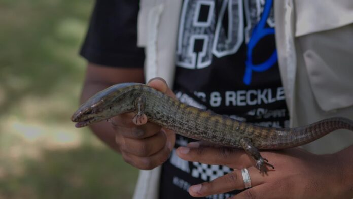 Hallazgo: Medio Ambiente encuentra dos ejemplares de lucia gigante en Parque Nacional La Humeadora