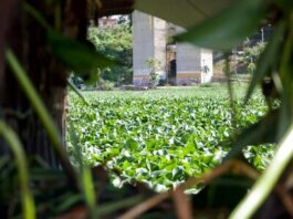 Lilas cubren el río Ozama por lluvias recientes Lilas cubren el río Ozama por lluvias recientes