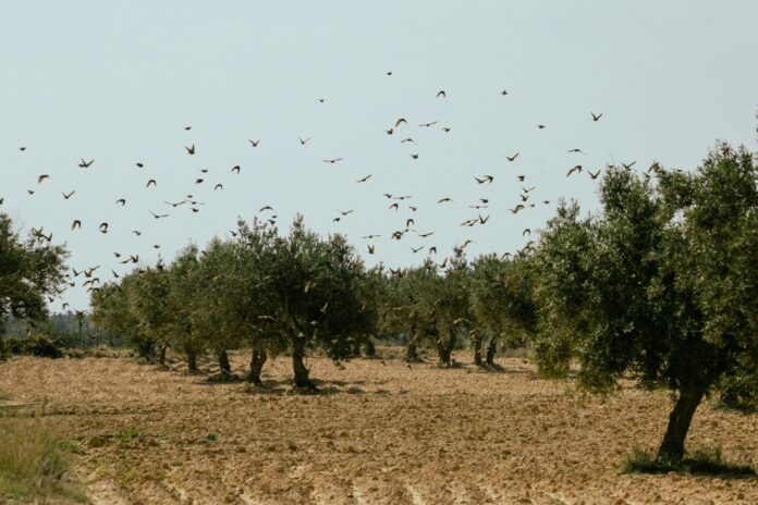 Los olivareros españoles se han topado con algo en plena negociación de precios: un boom de aceite de Túnez libre de aranceles