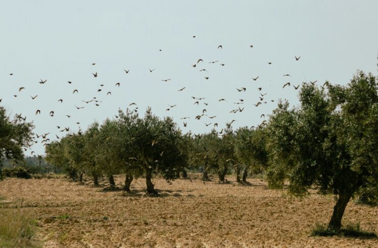 Los olivareros españoles se han topado con algo en plena negociación de precios: un boom de aceite de Túnez libre de aranceles