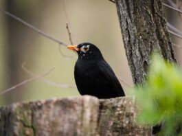 Qué tiene el canto de los pájaros para relajarnos tanto: la ciencia acaba de descifrar la «fórmula acústica» exacta Qué tiene el canto de los pájaros para relajarnos tanto: la ciencia acaba de descifrar la "fórmula acústica" exacta