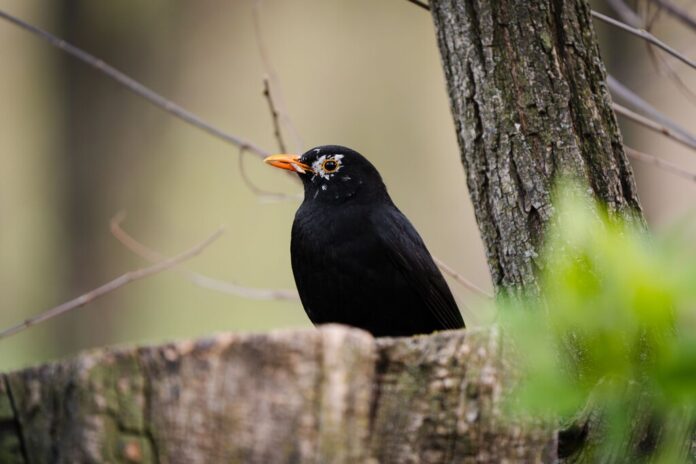 Qué tiene el canto de los pájaros para relajarnos tanto: la ciencia acaba de descifrar la 