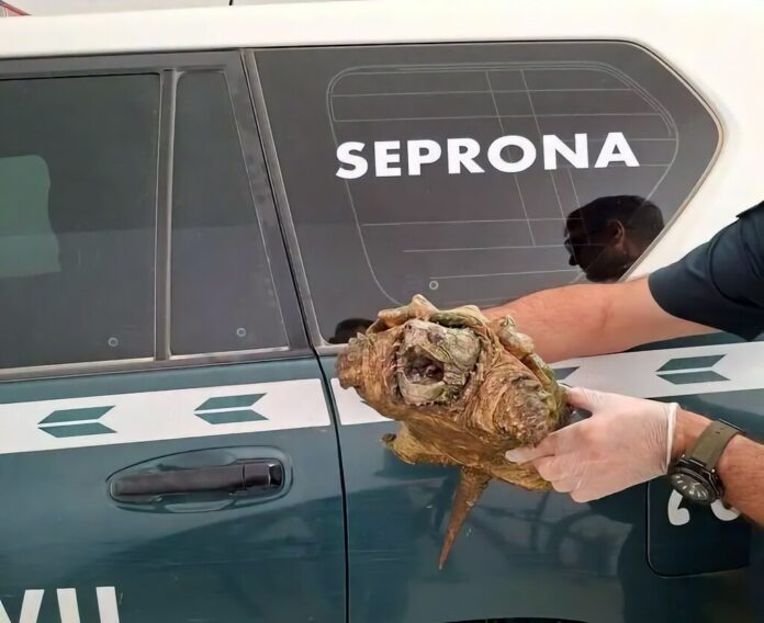 Tenía una especie de tortuga en el patio de su casa en Almansa. La Guardia Civil se la llevó: 