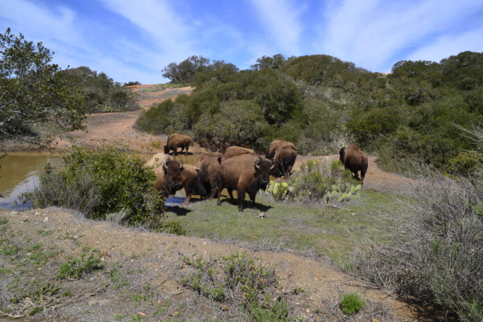 Un magnate del chicle se quedó con los 14 bisontes que Hollywood olvidó en una isla de California. Santa Catalina aún no se ha recuperado