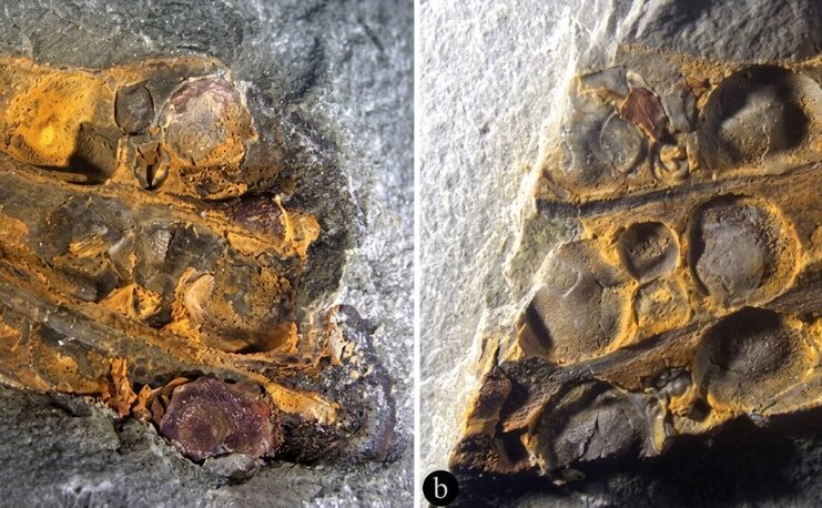 Una flor adelantada a su tiempo: hallan en China un fósil de 295 millones de años que sitúa a los frutos antes que los dinosaurios