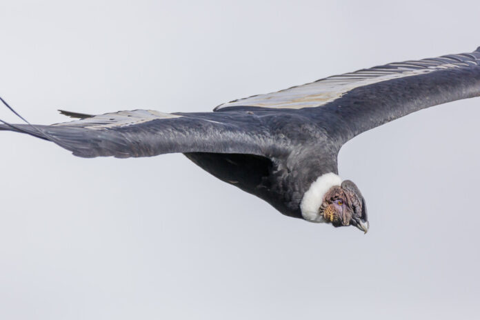 En 1987 los biólogos atraparon al último cóndor libre para evitar su extinción. Hoy sabemos que salvar no basta