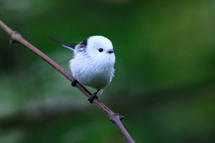Este diminuto pájaro japonés con cara de bola de nieve tiene una de las vidas sociales más fascinantes entre las aves