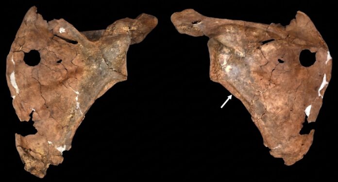 Hace 75.000 años una lanza atravesó el pecho de un neandertal. Sus restos indican que ya entonces cuidaban a sus heridos