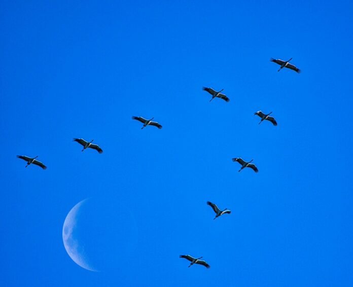 Hubo un tiempo en el que creímos que las aves migraban a la Luna, pero luego una flecha lanzada en África cayó en Alemania