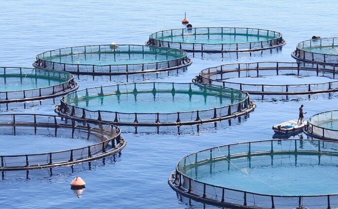 Inventamos las piscifactorías para salvar a los peces, pero ha terminado en algo delirante: unos Juegos del Hambre que terminan en Canarias