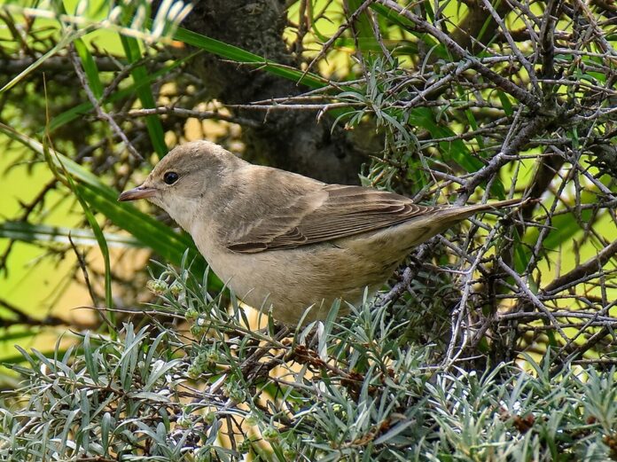 Un pájaro diminuto revoluciona Mieres: la aparición de una curruca gavilana, vista solo 14 veces en España, desata una peregrinación…