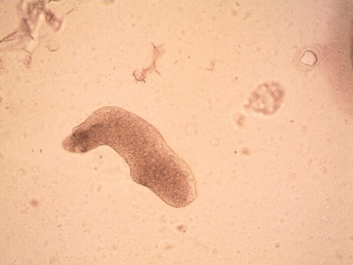 Una muestra de agua recogida en un motel de menos de 100 dólares la noche acaba de revelar un secreto sobre el origen de las plantas