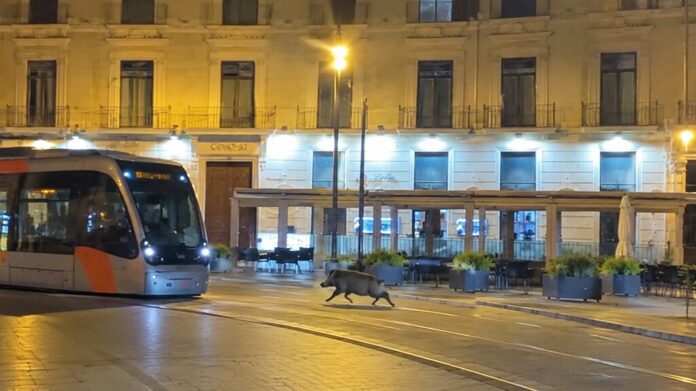 Zaragoza celebraba Pilares así que un jabalí terminó de madrugada en un bar de fiesta del casco histórico