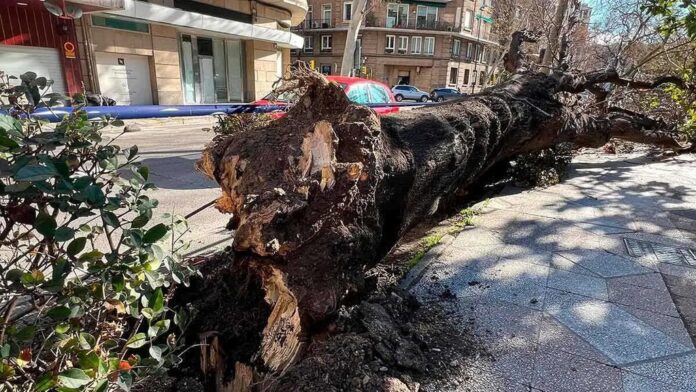 Zaragoza está arrancando árboles como si les tuviera alergia pero Europa acaba de nombrarla Capital Verde Europea